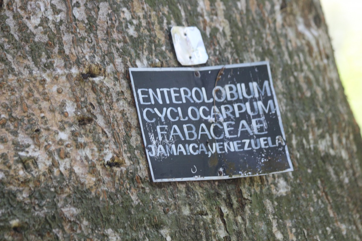Enterolobium cyclocarpum (Jacq.) Griseb.